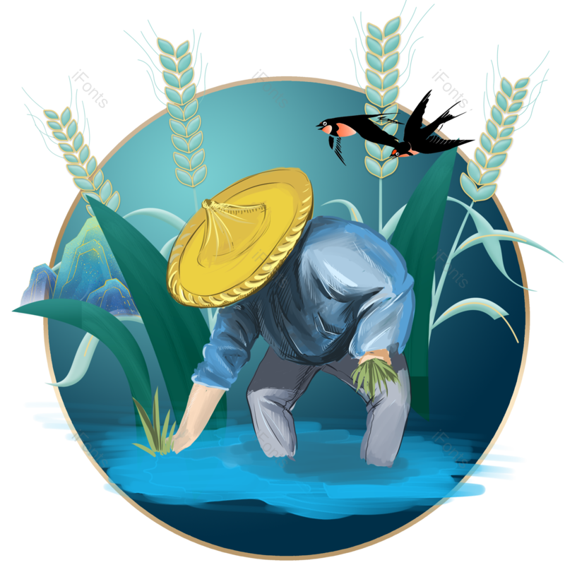 小满图片,清新元素,麦子PNG,丰收免抠素材
